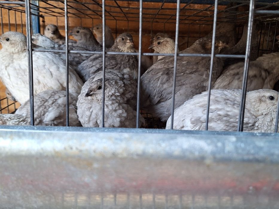 Prepelite giganta polară, jumbo gold și tuxedo -tibetane 4saptamani