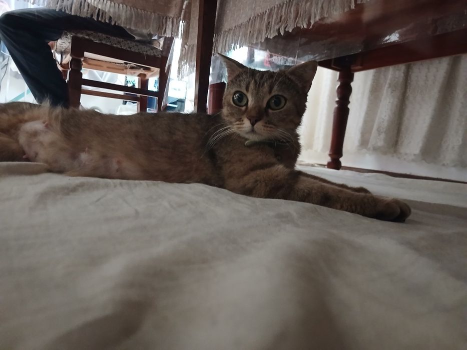 Кошка шотландский скотиш фолд ихнин мама 3 котят Малчики 1 месяц
