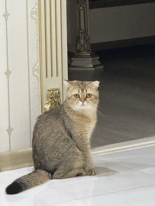 Вязка залатистый британский шиншилла