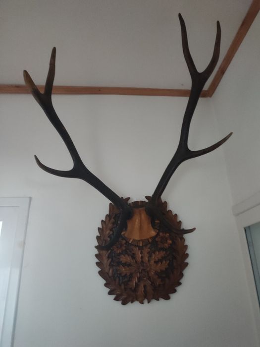 Trofee cerb foarte vechi