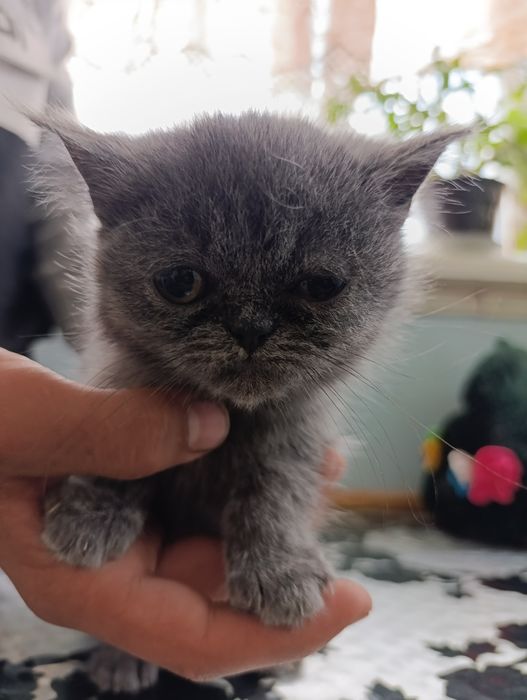 Продаётся котята породистые