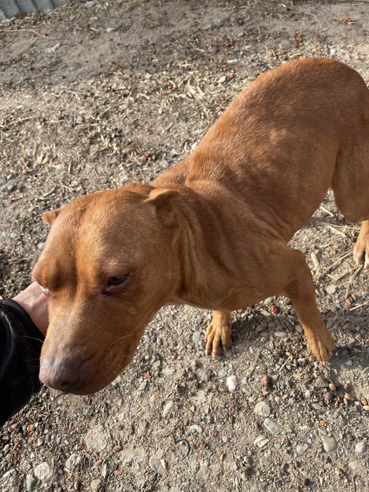 Питбуль чистокровная девочка