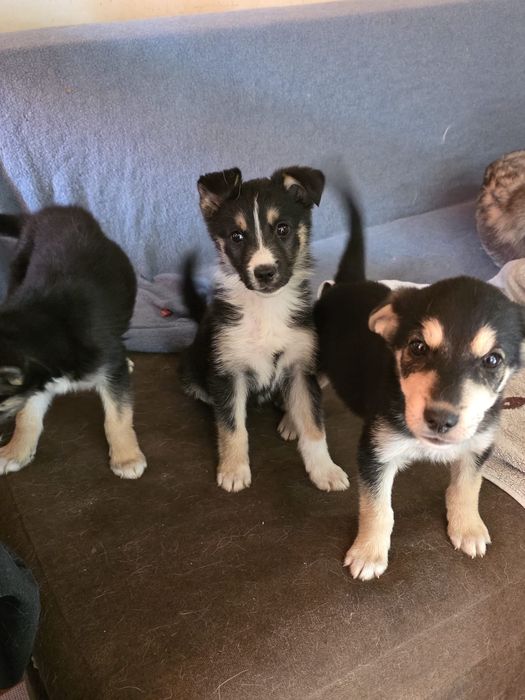 Căței spre adopție