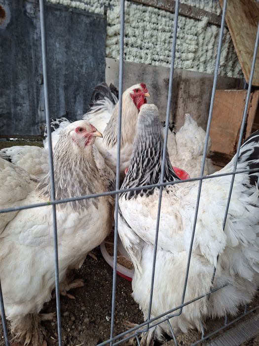 Vând ouă Australop si Brahma 8lei