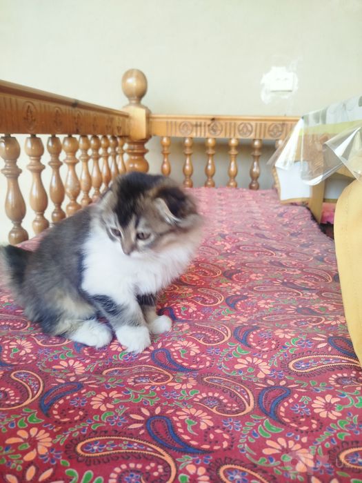 Котенок скотиш фолд