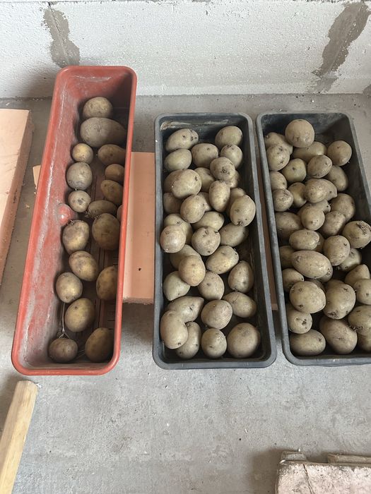 Продам семенной картофель