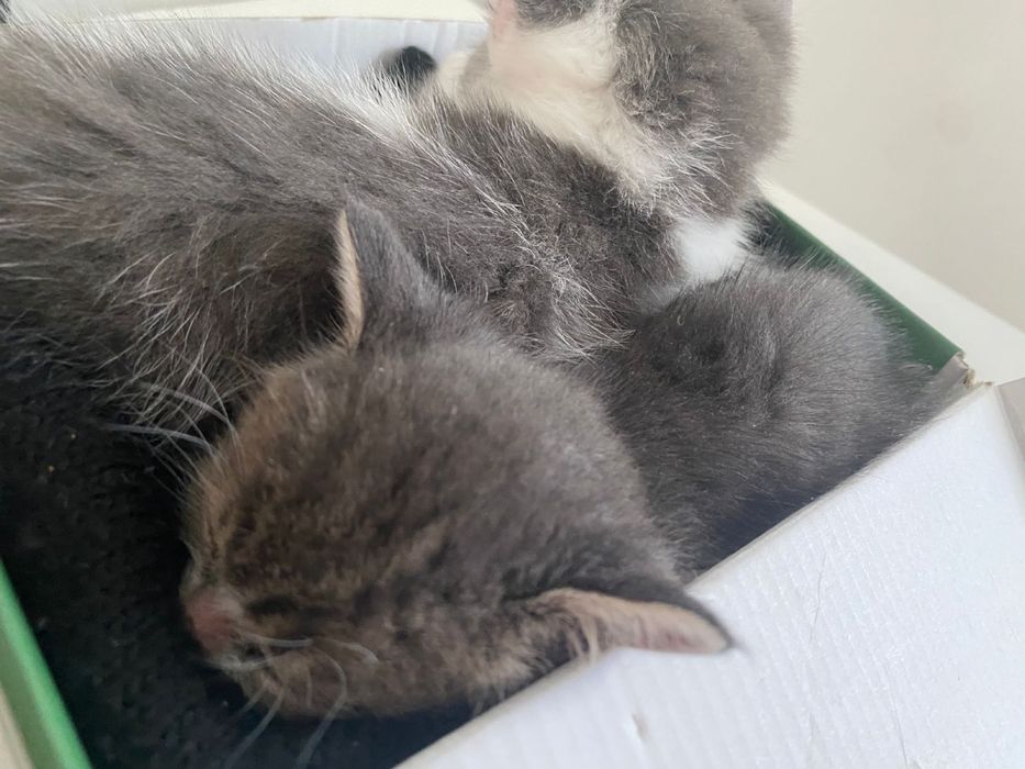 Отдам котят в добрые руки