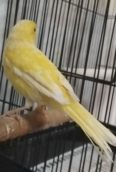 Kanareka  nar sotiladi