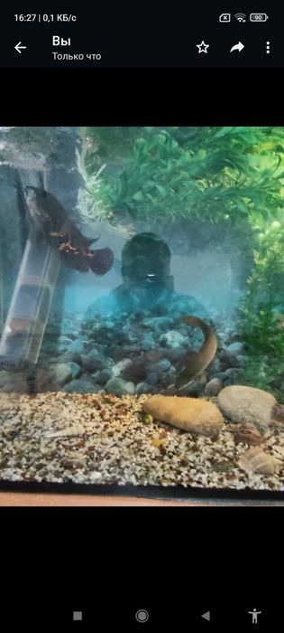 Аквариум стунбочкои