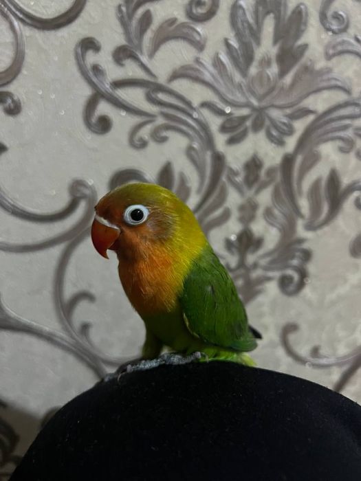 Ruchnoy popugay sotiladi