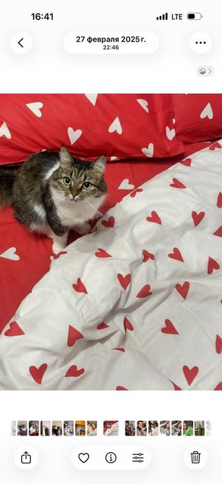 Потерялась кошка