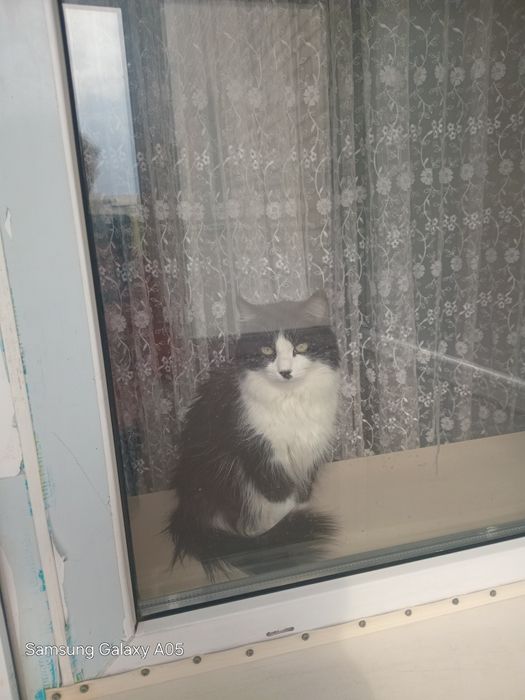 Отдам в хорошие руки.
