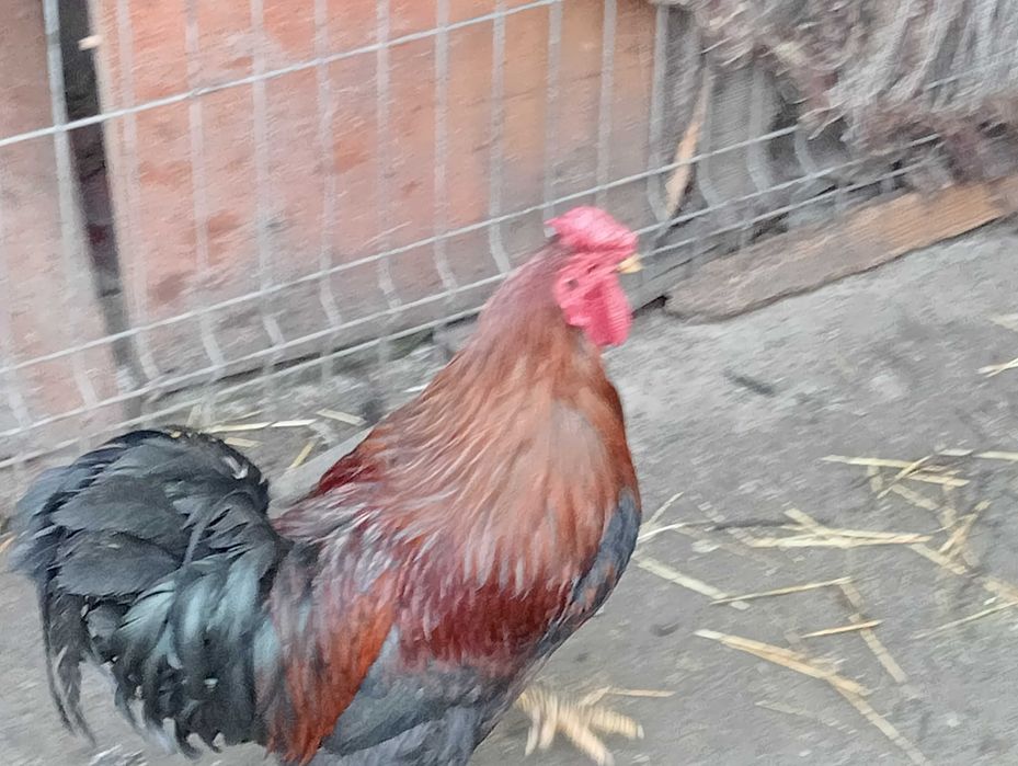 Vând cocoș de casa cu 70 de lei
