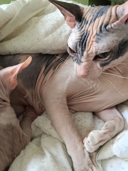 Продаются котята сфинкс