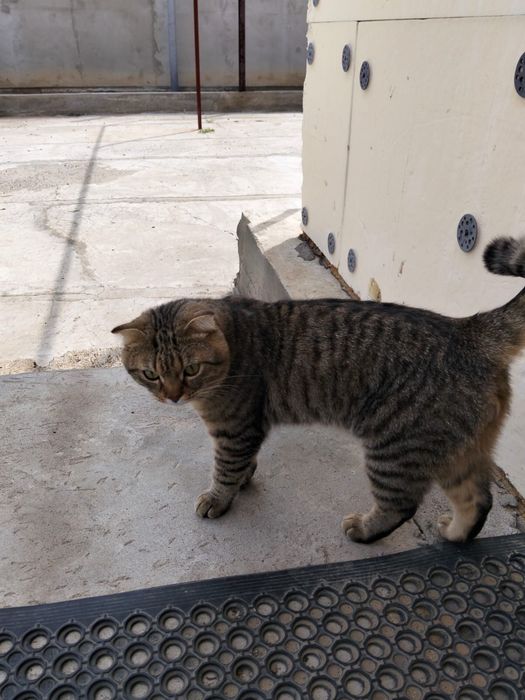 Отдам кота в добрые руки