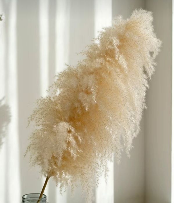 Продам букет (пампасная трава )