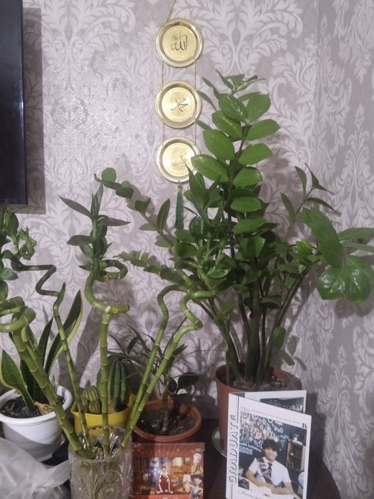 Продаю цветы комнатные красивыее