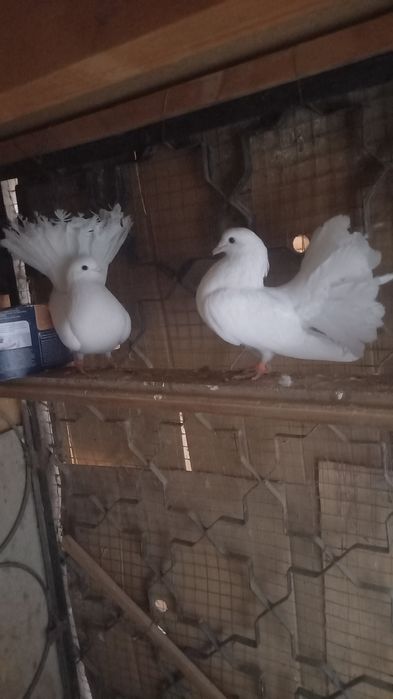 Голуби павлины кептер