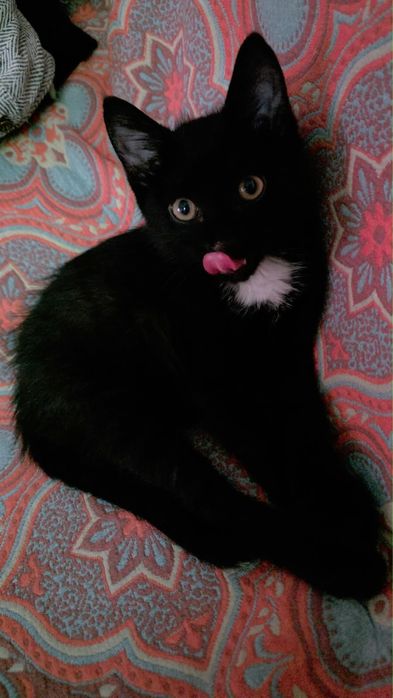 Котенок (мальчик) ищет заботливых хозяев