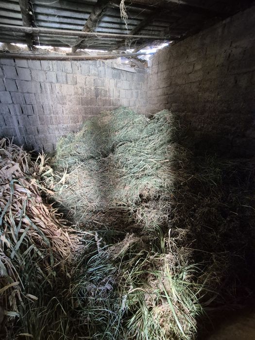 Сифатли ўт сотилади

Тоза уй шароитида етиштирилган.

Жўхори ва беда қ