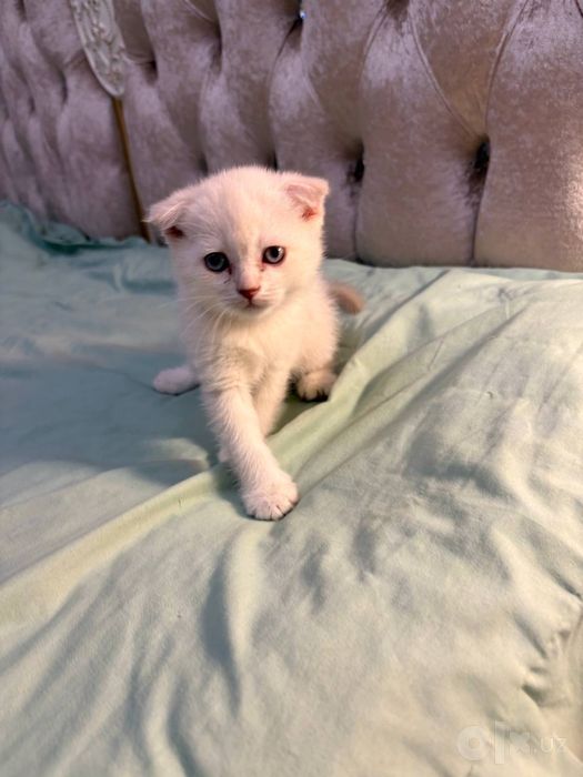 Белоснежный шотландский вислоухий котёнок