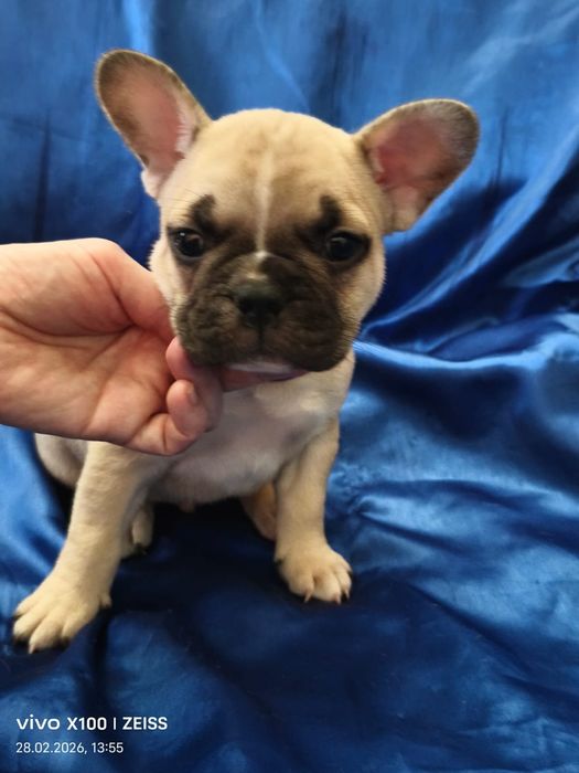 Щенки французского бульдога.