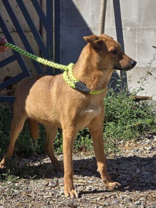 Щенок-девочка Нэна, 8 месяцев