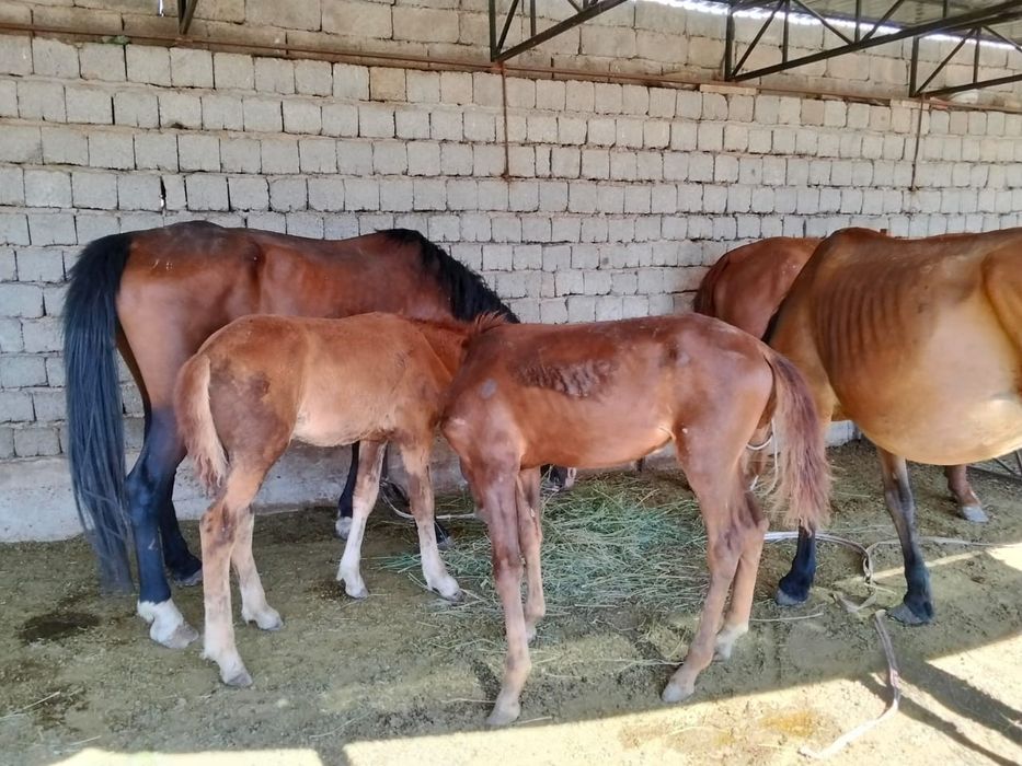 Сатылатын құлынды бие бар.