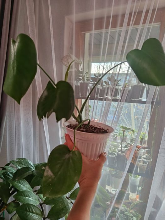 Большой выбор цветов .