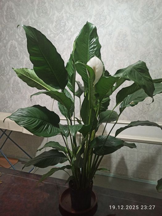 Продам спатифилум гигант