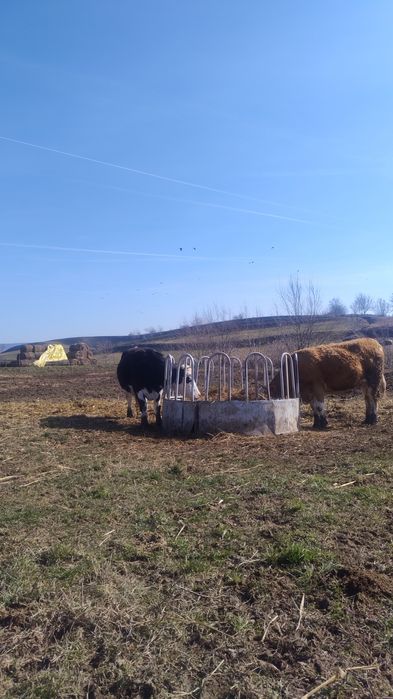 Juninci la prima fătare!!