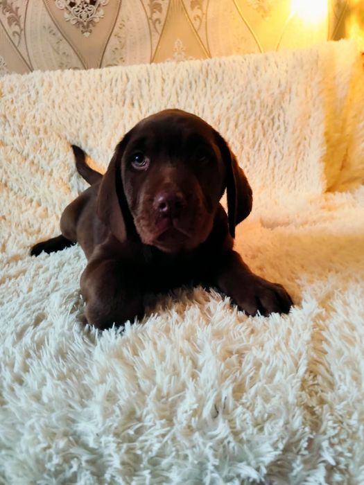 Щенки лабрадора ретривера