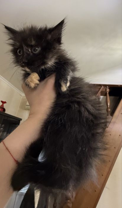 Очаровательная малышка ищет дом