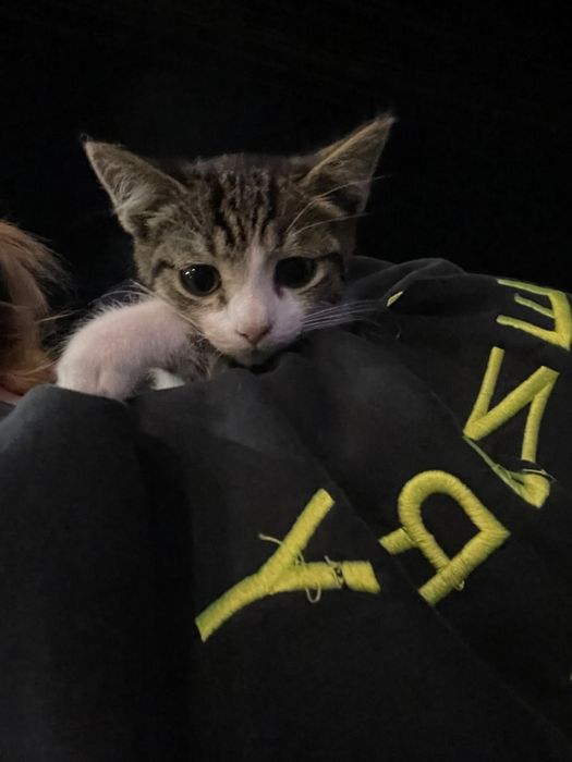 Două pisici adorabile pentru adopție – Brașov | Motan 1 an + pisicuță 5 luni