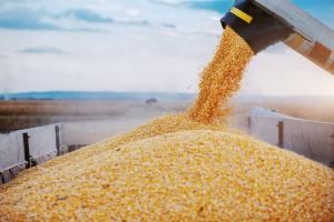 Porumb recolta 2025 Romania