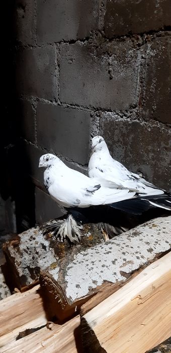 Продаются несколько пар