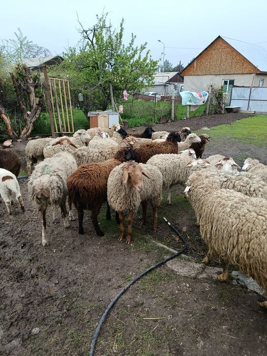 Продам Жирных Баран