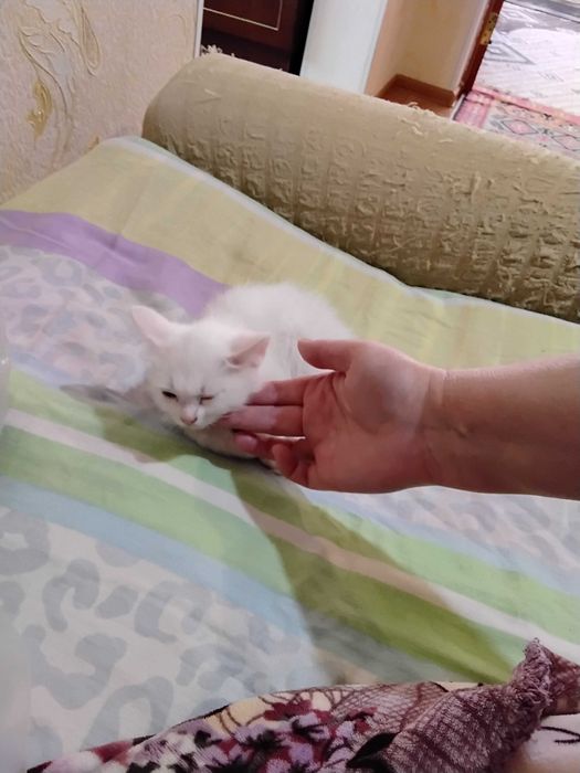Котенок белый 1,5 месяца девочка