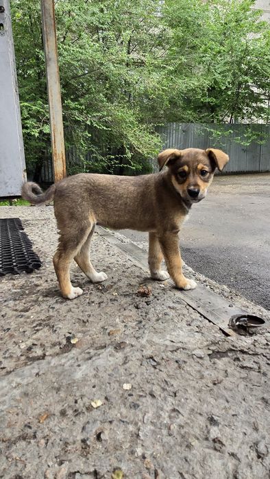 Щенок, девочка 1,5 месяца