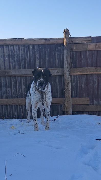 Алабай еркек сатылады