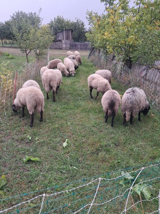 Vand oi și un berbec