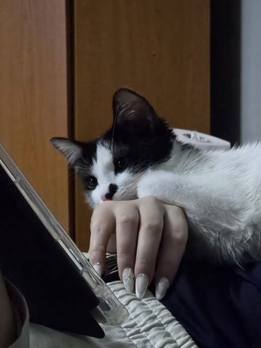 Pentru adoptie responsabila 2 pisici
