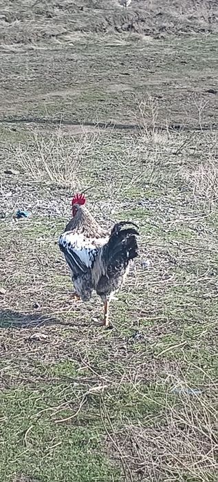 Қораздар сатылады