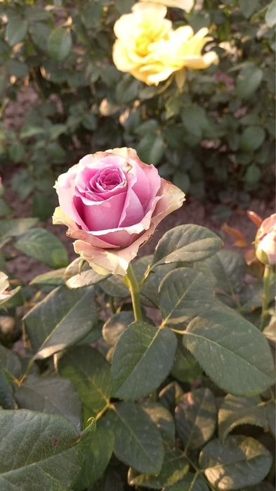 atirgul kochatlari ishonchi va garantiyalik!