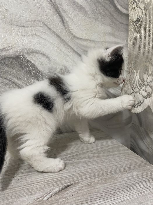 Отдам котят 1 месяц