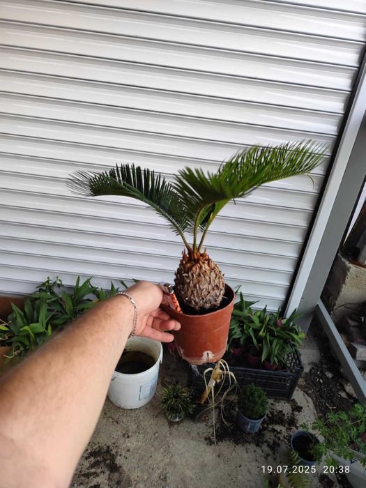 Цикас - Палма ,,