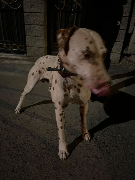 Далматин сатылады