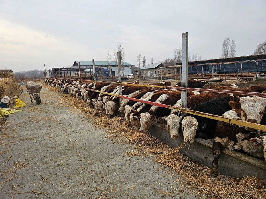 продаются породистые бычки | Сотиш учун наслли буқалар