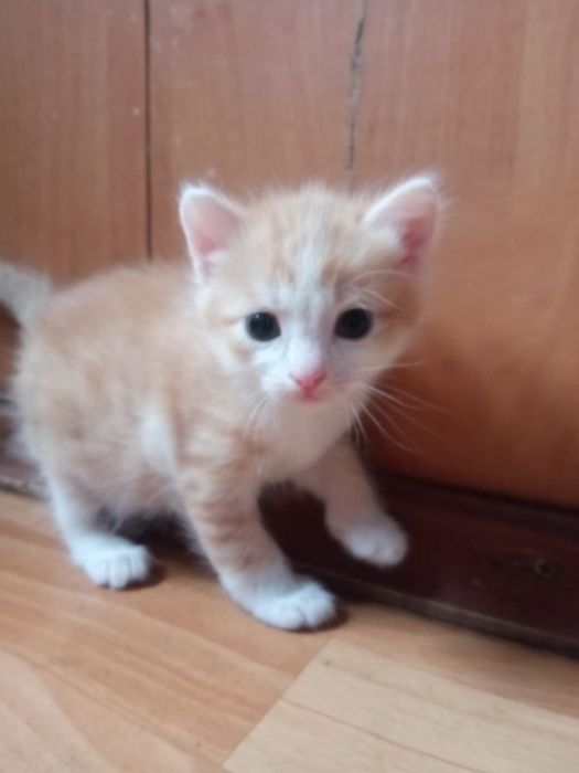 Прекрасные котята