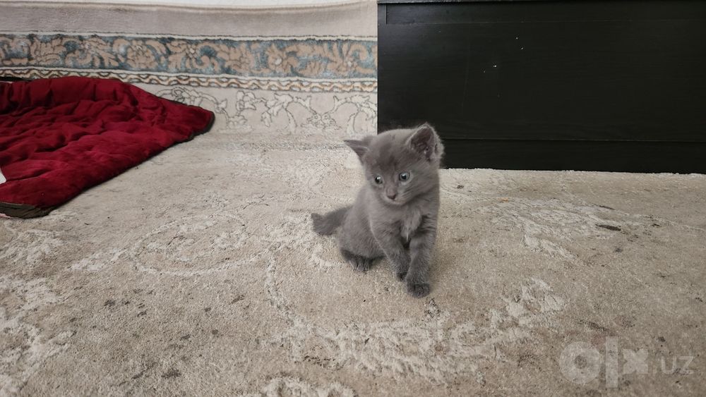 Продаётся котёнок